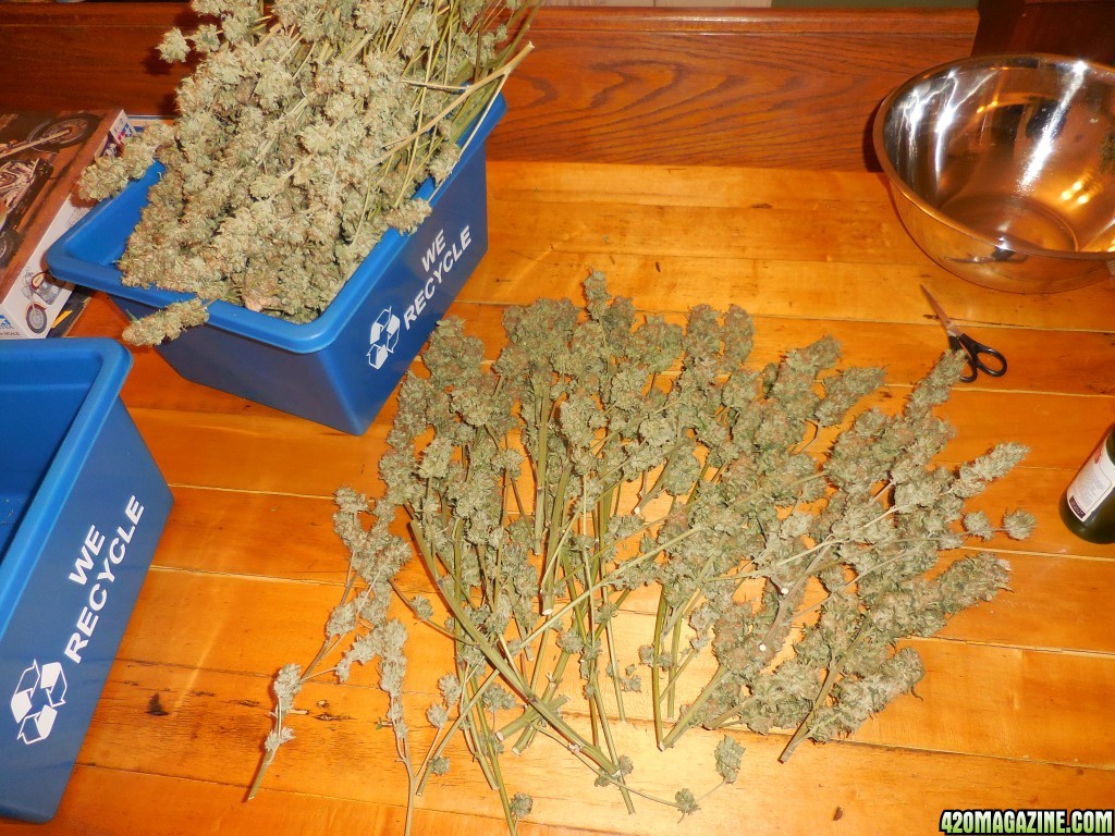 harvest_and_jaring_kosher_kush_too_002