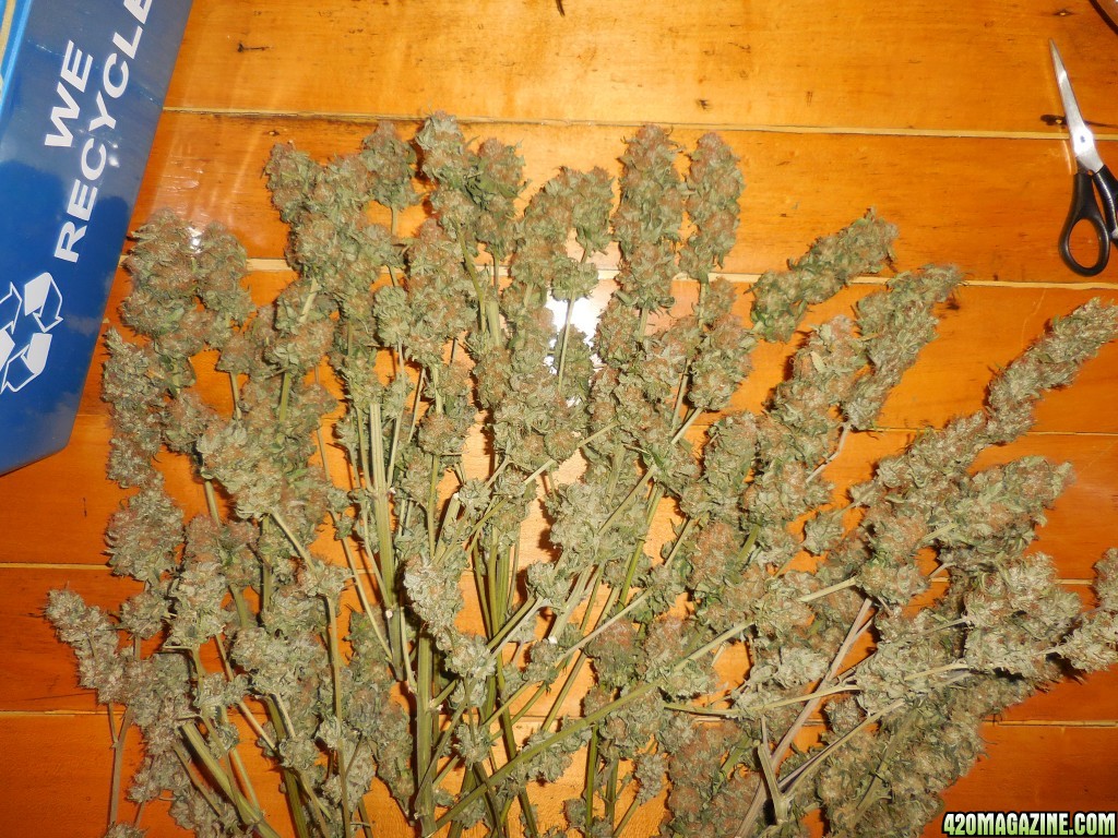 harvest_and_jaring_kosher_kush_too_003