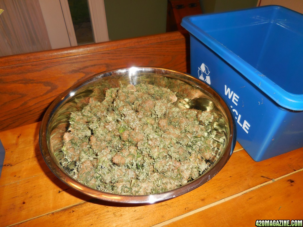 harvest_and_jaring_kosher_kush_too_009