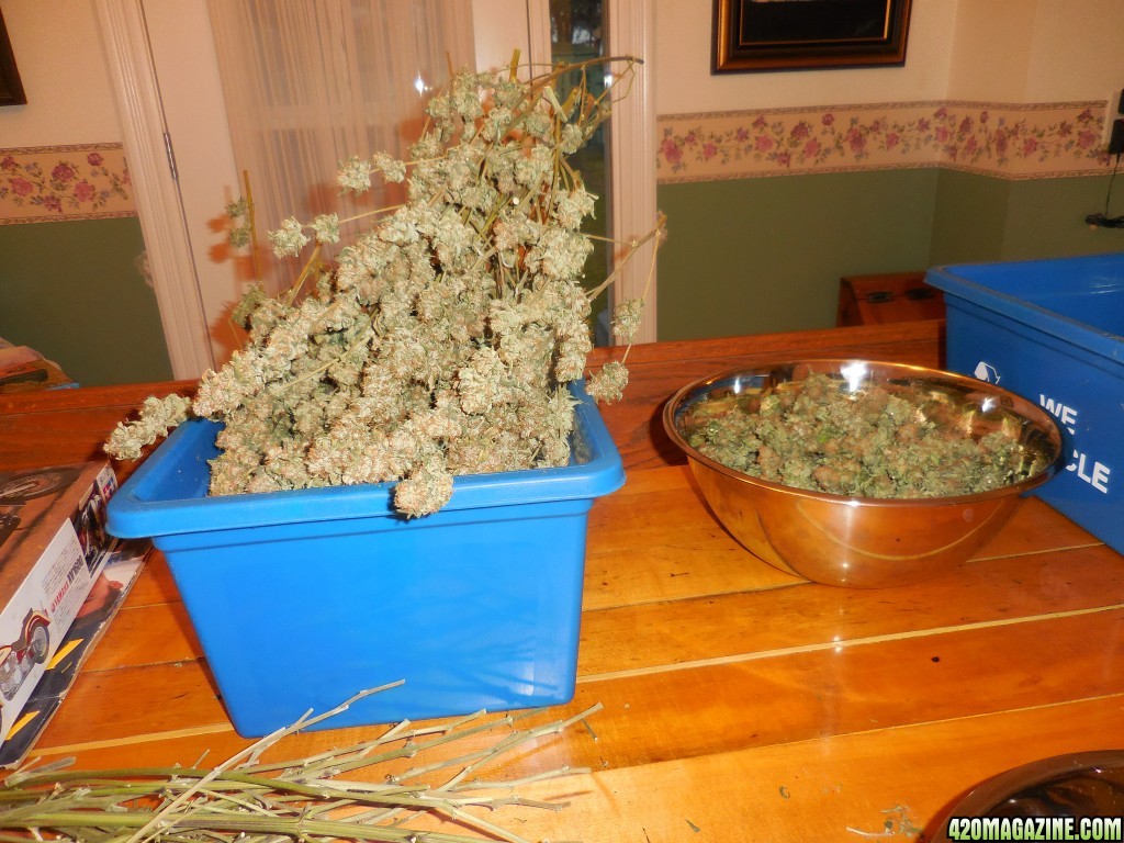 harvest_and_jaring_kosher_kush_too_010