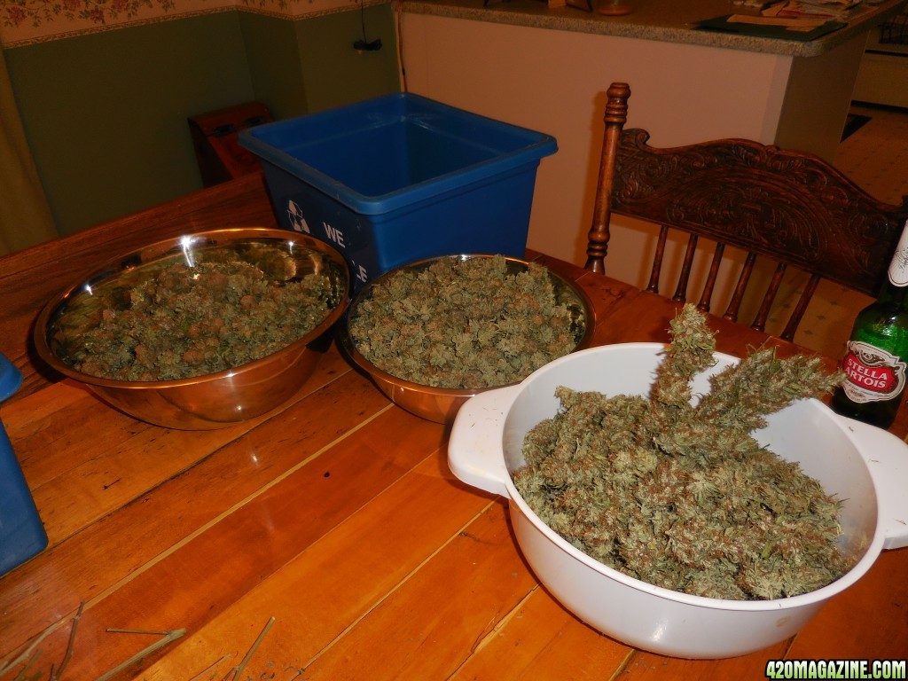 harvest_and_jaring_kosher_kush_too_011