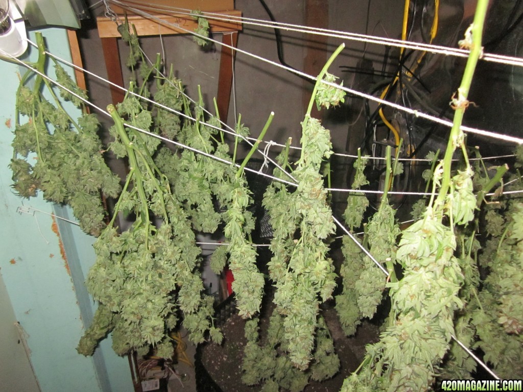 harvest_hangin_001