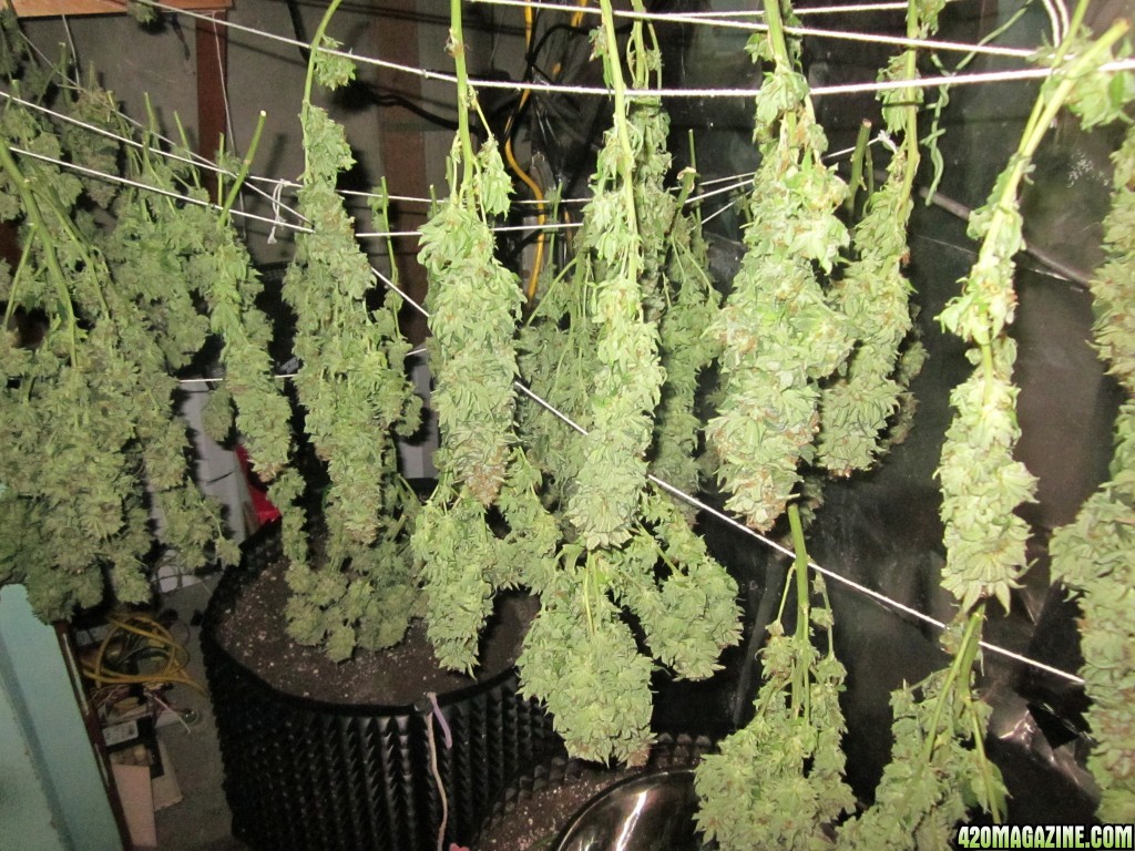 harvest_hangin_002