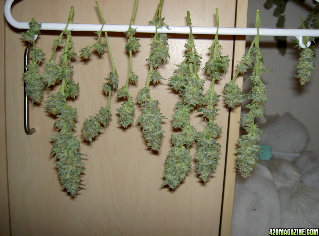 harvested buds, unamed fem