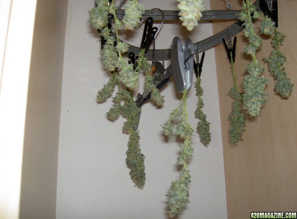 harvested buds, unamed fem