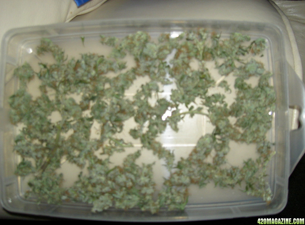 harvested buds, unamed fem