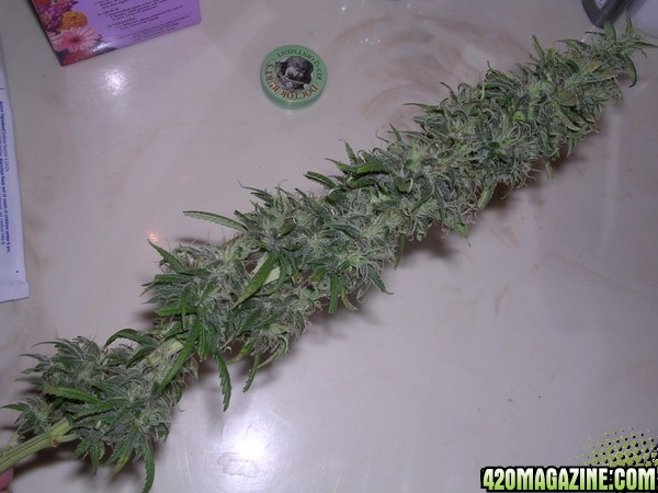 harvested buds