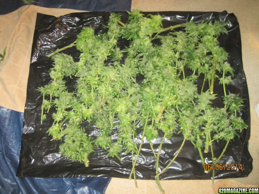 Harvested OG Kush