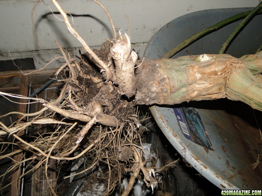 Harvested Silver Fox Stock &amp; Rooting System