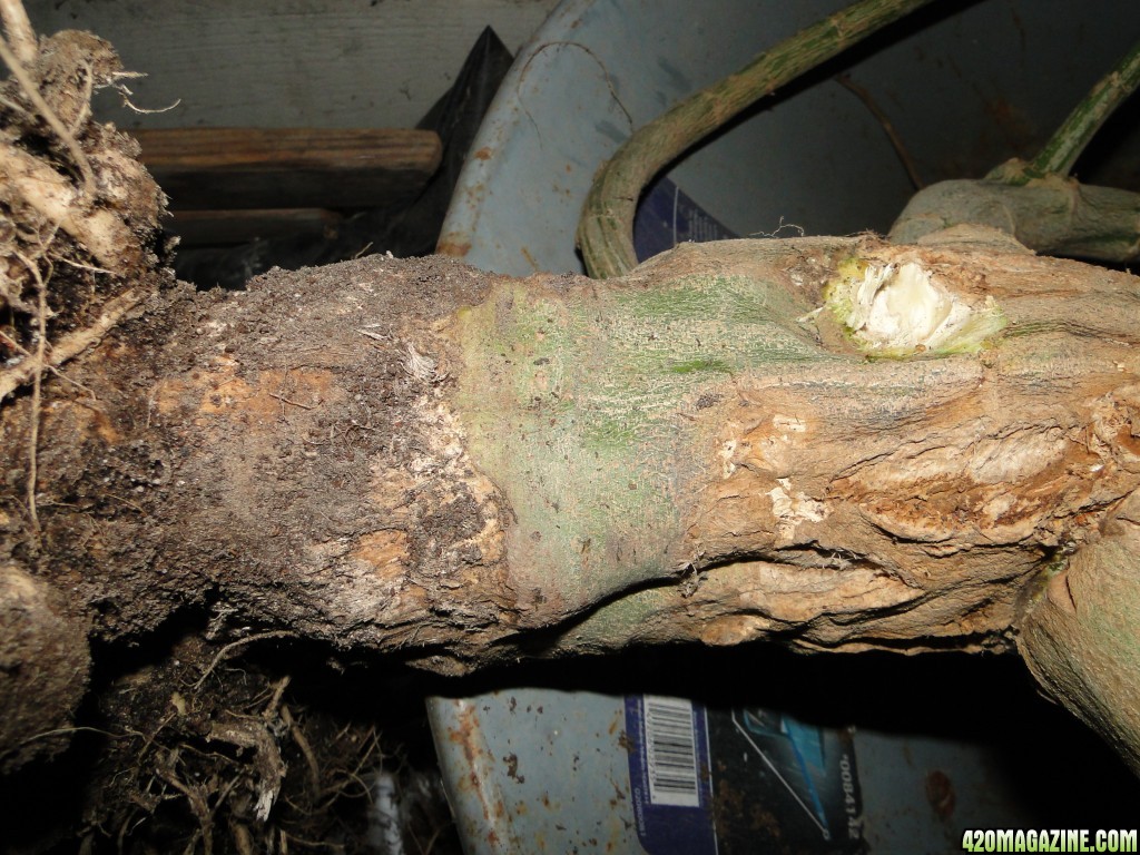 Harvested Silver Fox Stock &amp; Rooting System