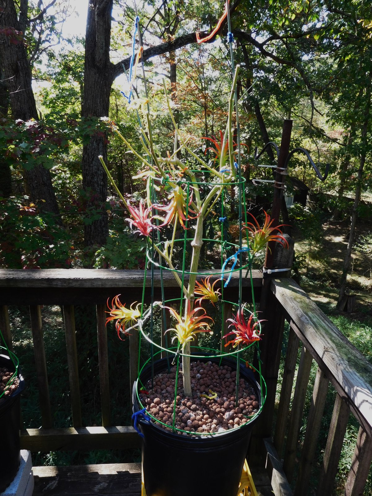 Harvested Wedding Cake.JPG