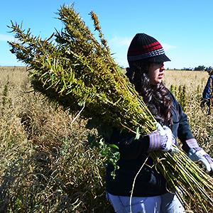 Harvesting Hemp