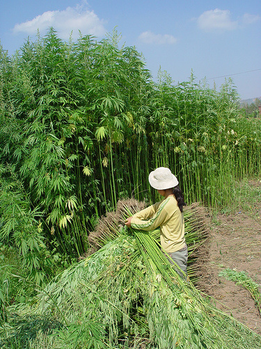 Harvesting Hemp