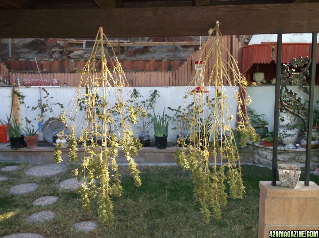 Harvesting Two Pure Kush