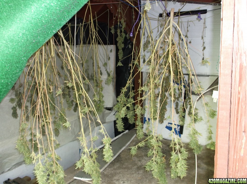 Harvesting Two Pure Kush