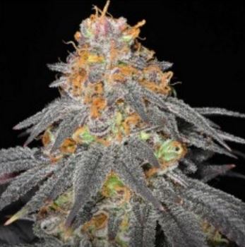 Haute Genetiques - incredible regular cannabisseeds