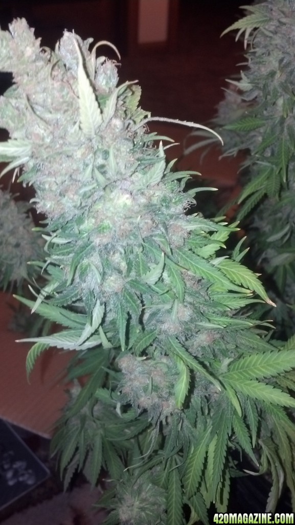 havest time white widow x cheese