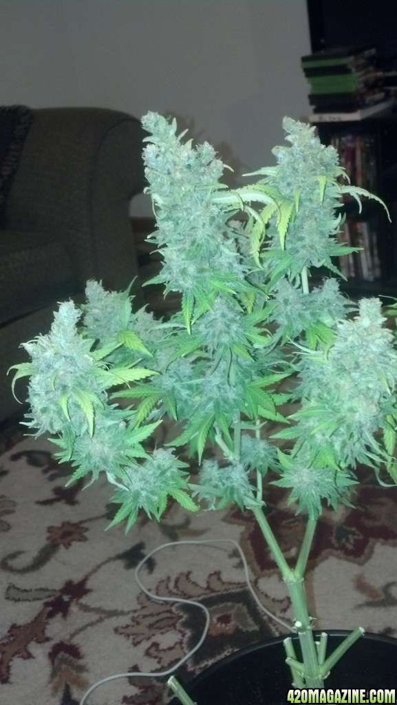 havest time white widow x cheese