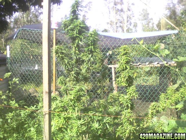 Hawaiian Sativa Outdoors Big Island Hawaii