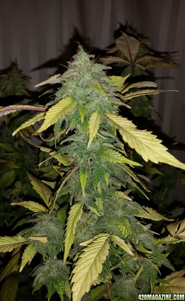 Hawaiian Skunk Hani