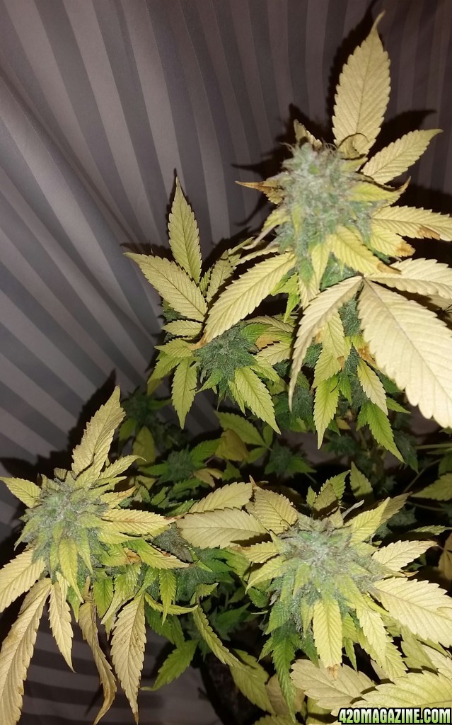 Hawaiian Skunk Hani