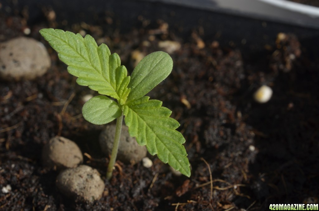 hawaiian skunk haze seedling