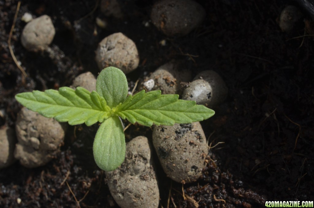 hawaiian skunk haze seedling