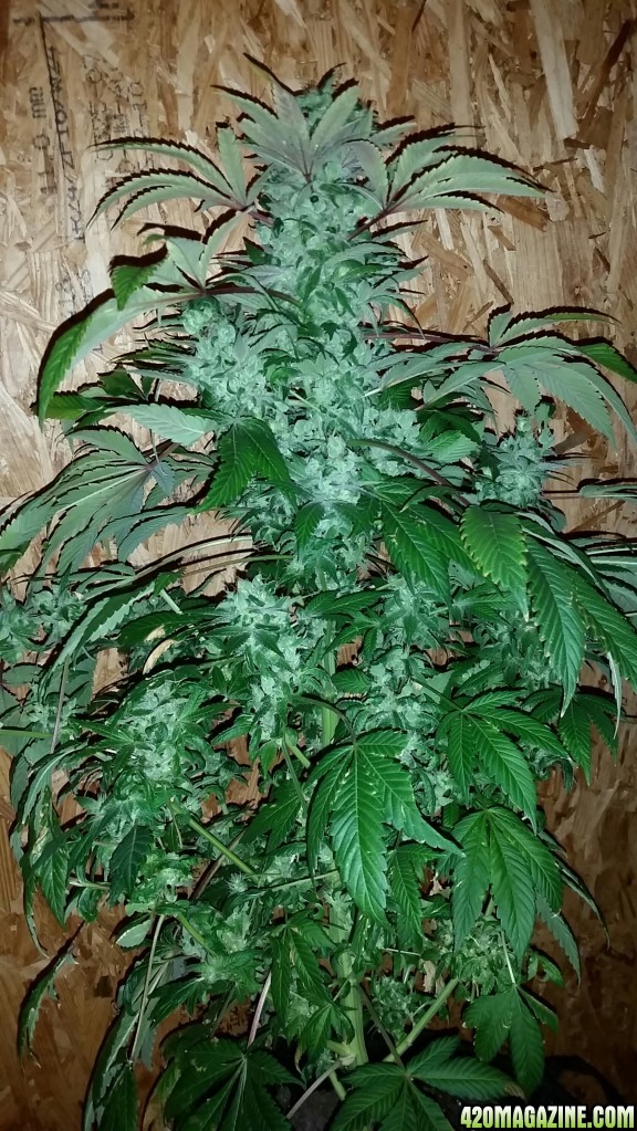 Hawaiian Skunk