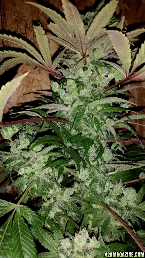 Hawaiian Skunk