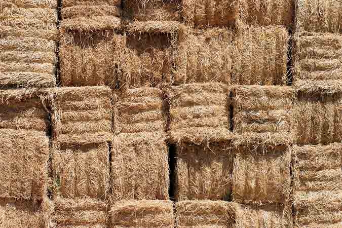 Hay-Mulch-vs-Straw-Mulch_675x.jpg