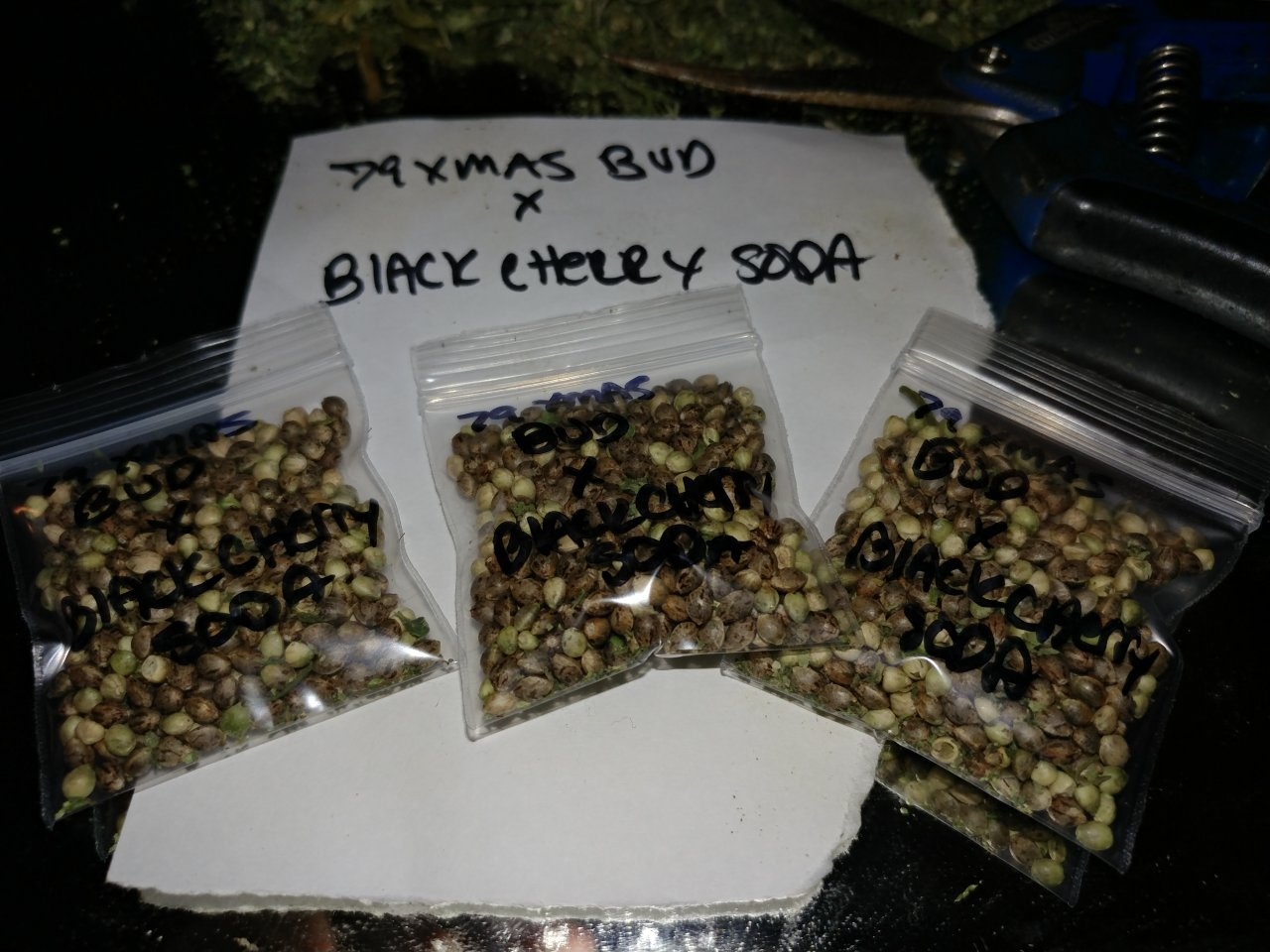 Hazeman Pine Tar Kush aka 79 Xmas Bud open pollen seed project and seed increase by icemud