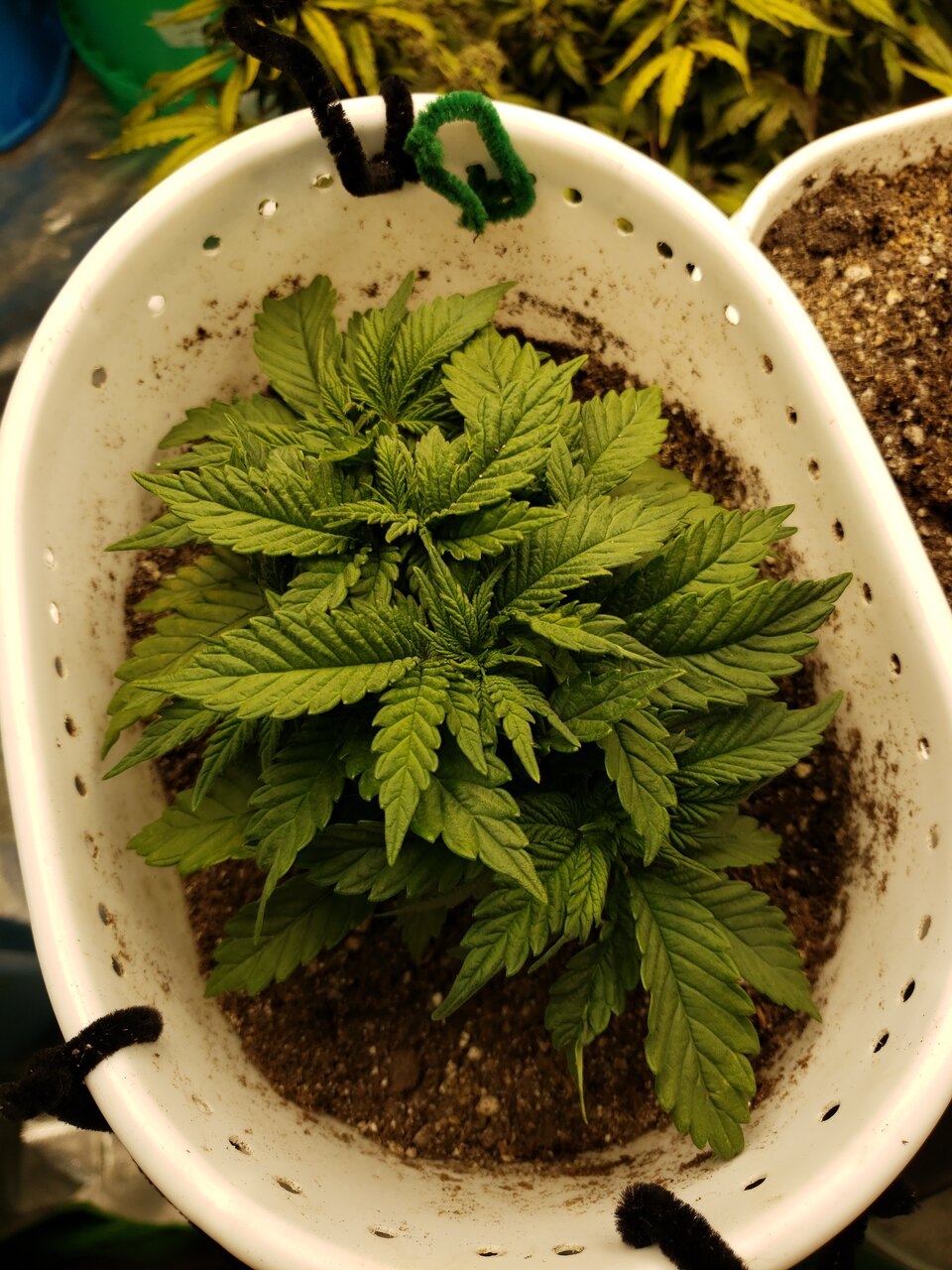 HB Alaskan P. - 3rd round soil-topped