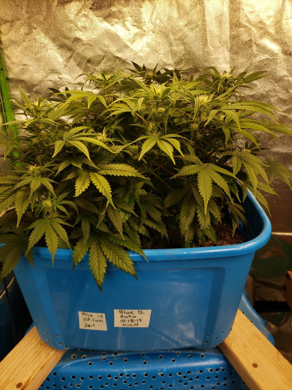 HB Bluedream Auto