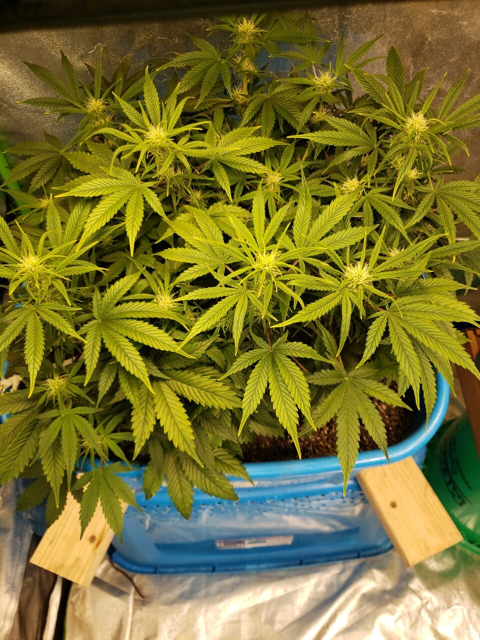 HB Bluedream Auto