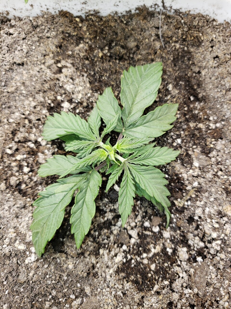 HB Critical P.K. after tip spreading