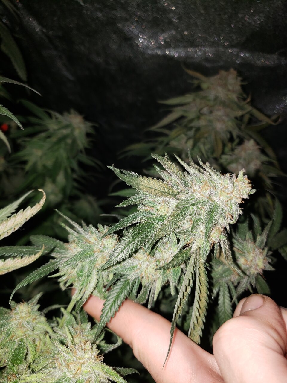 HB Sweet Tooth budporn bottom buds even droopy