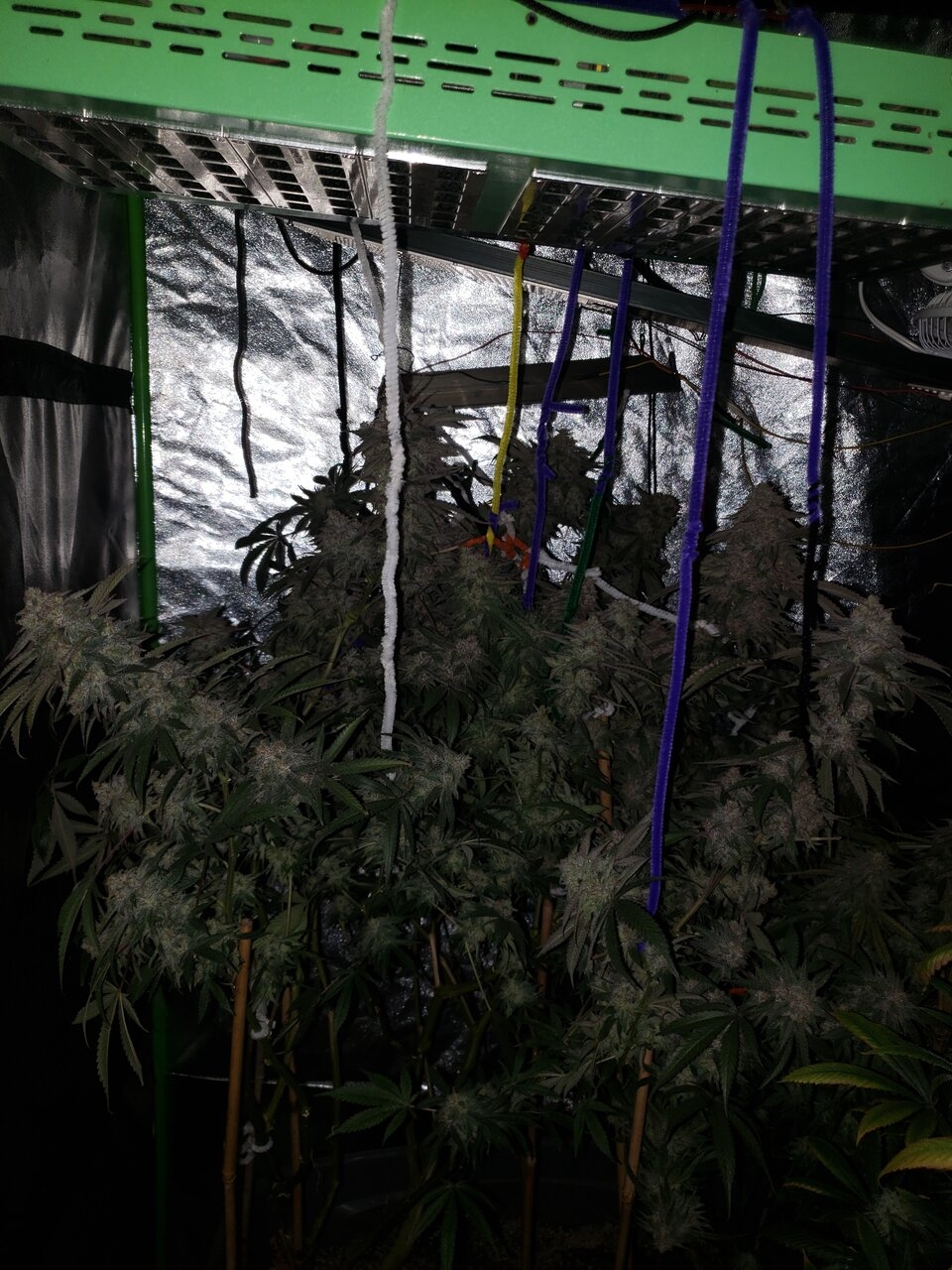 HB Sweet Tooth flower shot tall pheno got her strung up lol