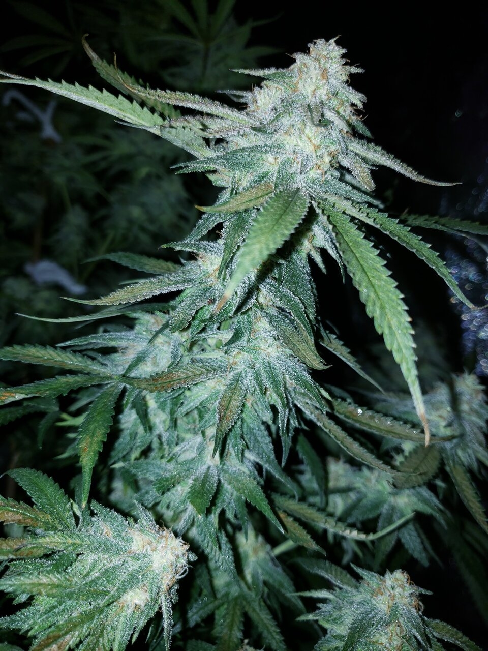 HB Sweet Tooth small pheno budporn