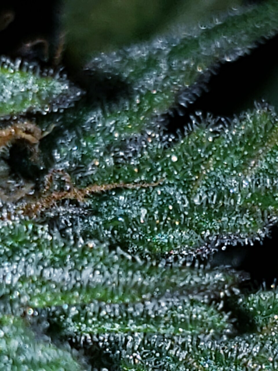 HB Sweet Tooth small pheno triche shot