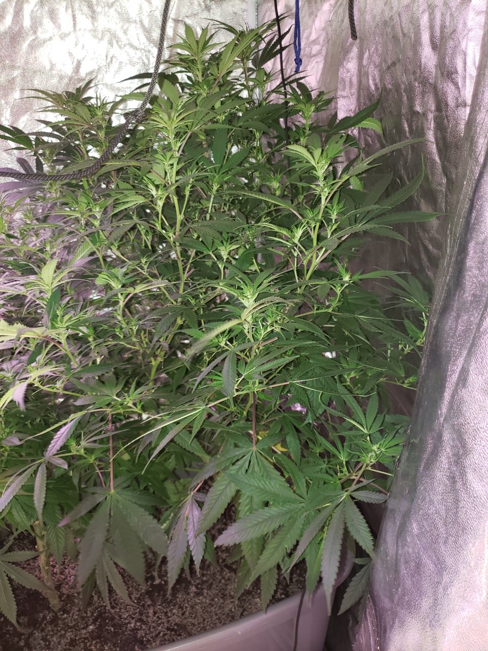 HB Sweet Tooth tall pheno