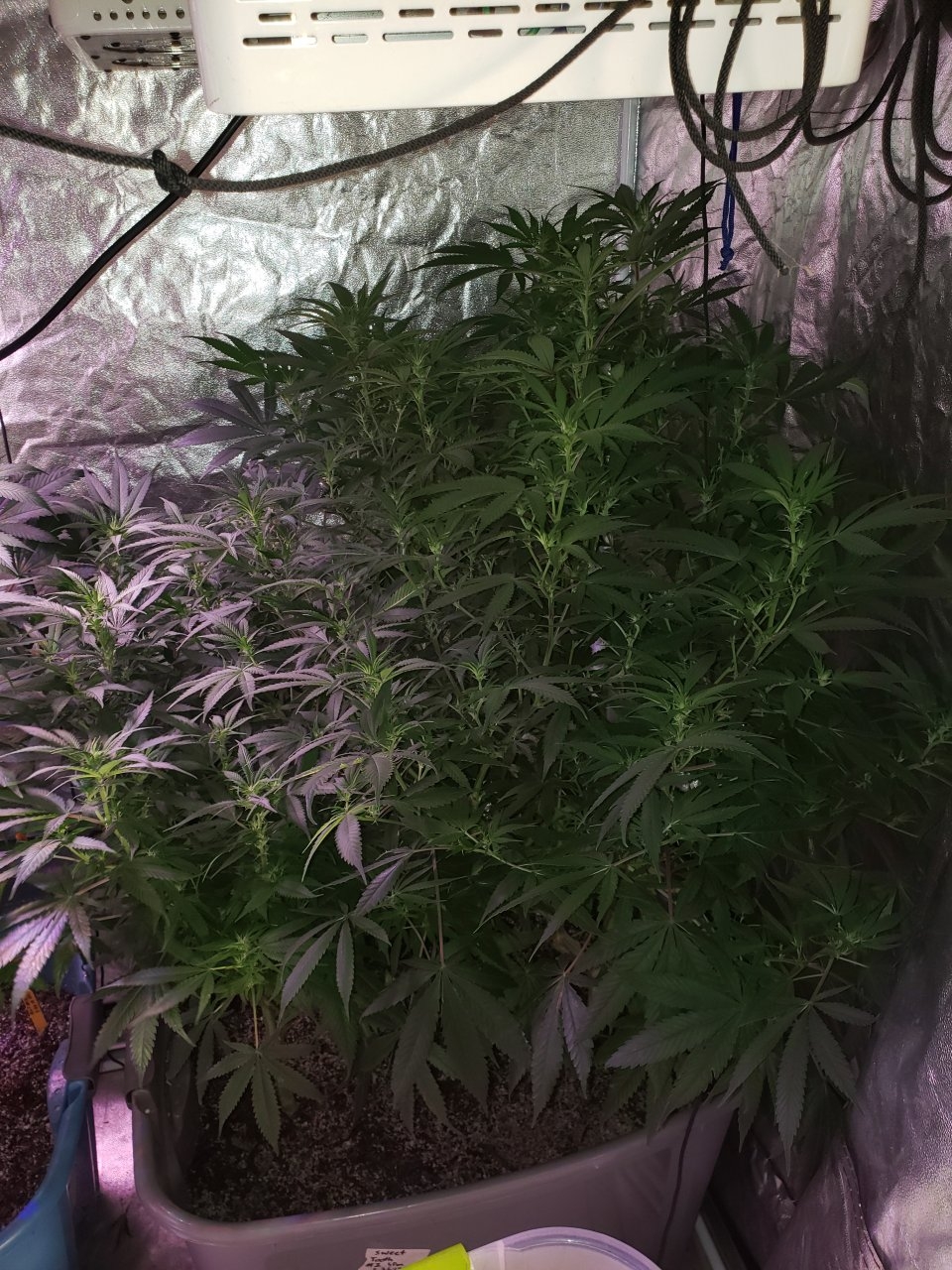 HB Sweet Tooth tall(right) an short (left) pheno