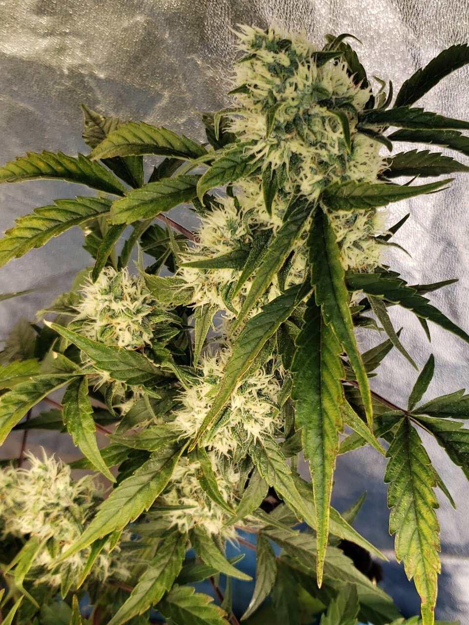 HB Zkittles auto