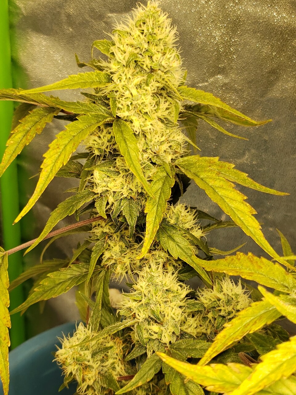 HB Zkittles auto