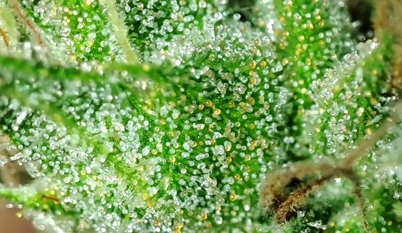 HD_trichomes2.jpg