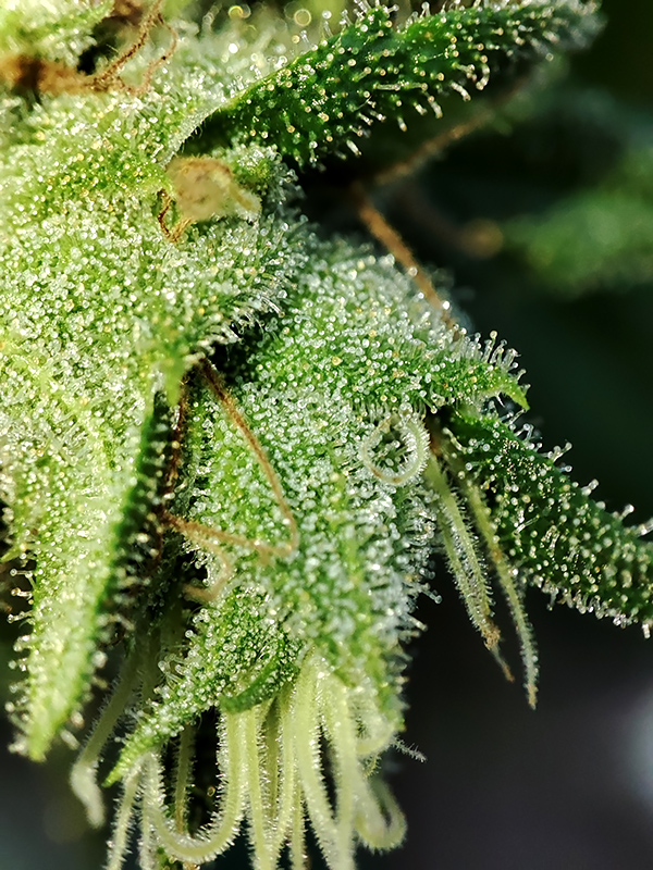 HD_trichomes3.jpg