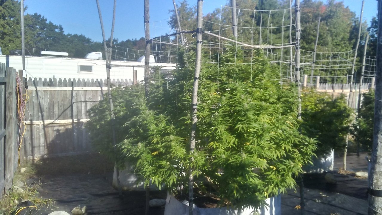 Headband and Mango Haze final days 002.jpg