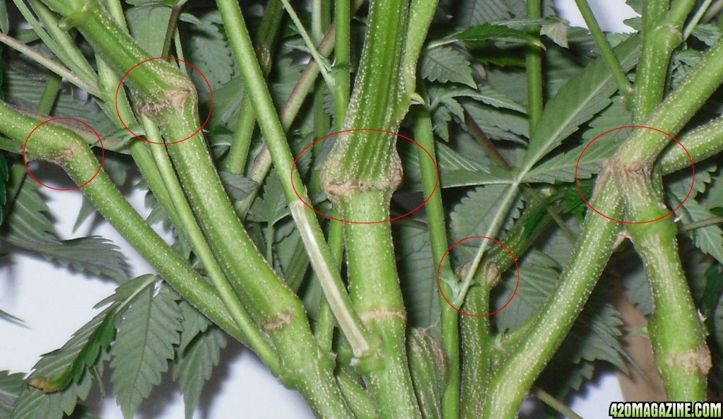 healed stems after cut