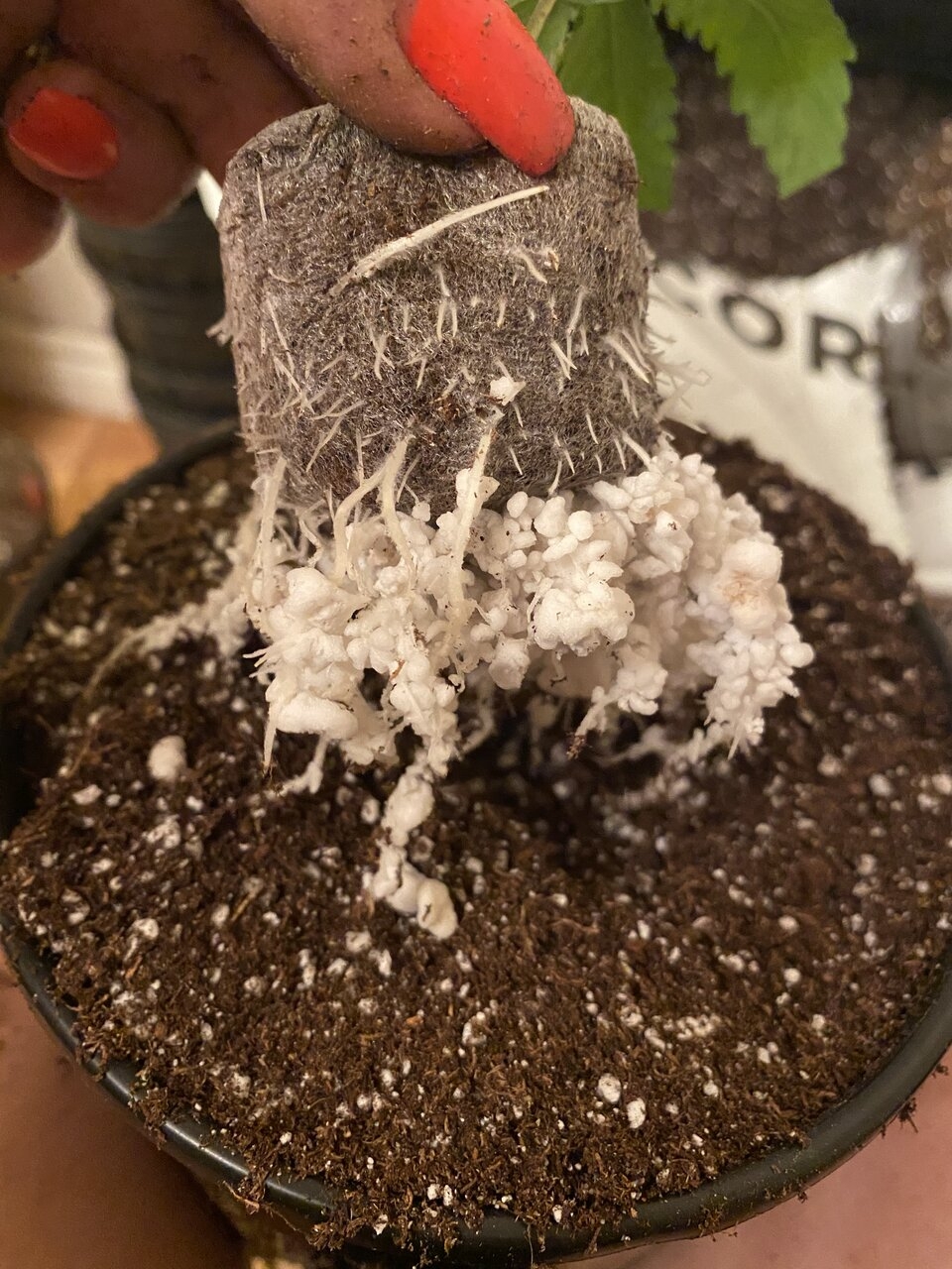 Healthy clone roots