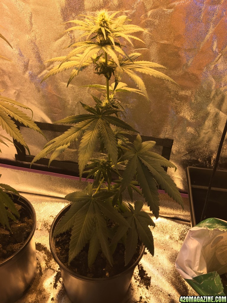 Healthy flowering blue mystic