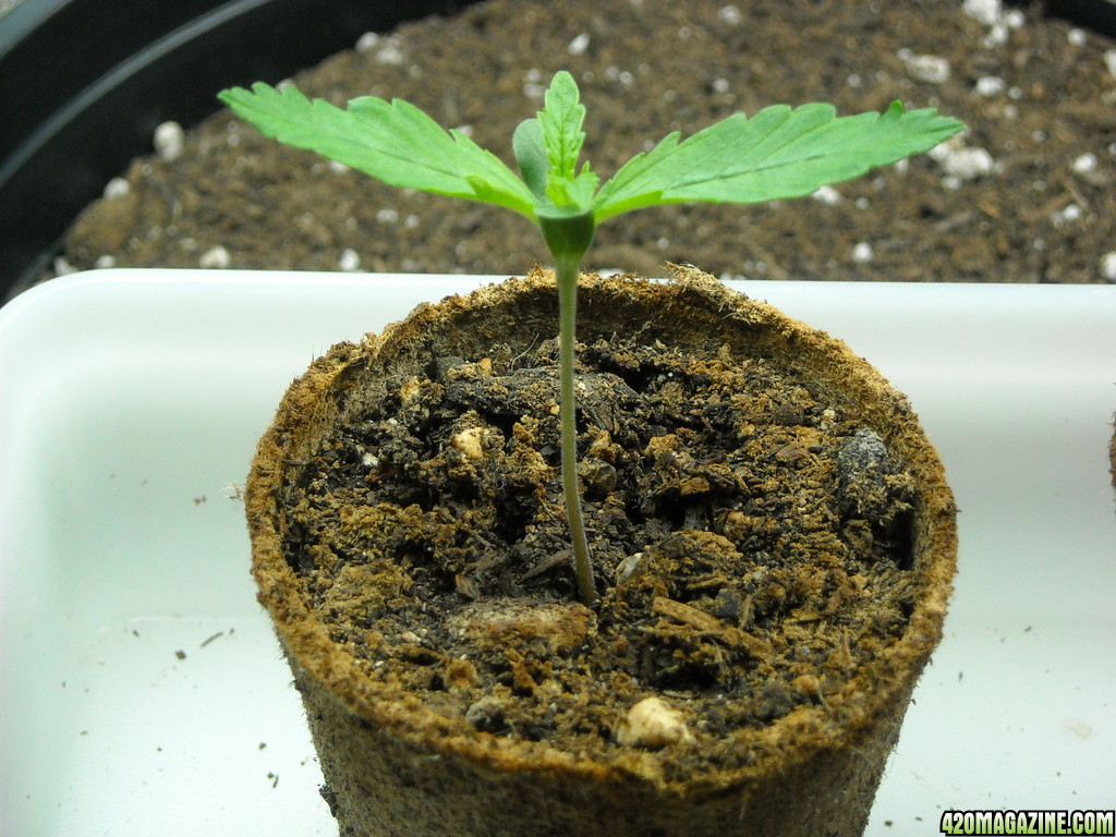 Healthy seedling